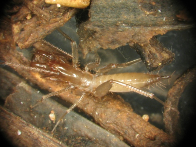 Draculoides sp. (male) from Barrow Island, Western Australia.